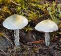 Stropharia_caerulea_be4915