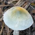 Stropharia_caerulea_be4920