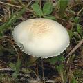 Stropharia_coronilla_ah9350