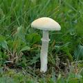 Stropharia_coronilla_ai8037