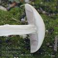 Stropharia_coronilla_ai8063