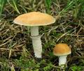 Stropharia_coronilla_hy8443