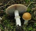 Stropharia_coronilla_hy8458