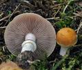 Stropharia_coronilla_hy8463