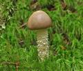 Stropharia_hornemannii_cr5197