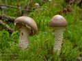 Stropharia_hornemannii_cr5213s