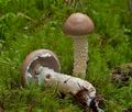 Stropharia_hornemannii_cr5225s