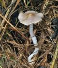 Stropharia_inuncta_bs8000