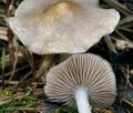 Stropharia_inuncta_bs8022