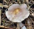 Stropharia_inuncta_bs8051