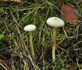 Stropharia_melasperma_bk6837