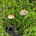 Stropharia_semiglobata_bo2603