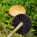 Stropharia_semiglobata_bo2609