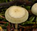 Stropharia_semiglobata_bt1010