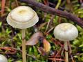 Stropharia_semiglobata_bt1014