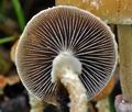 Stropharia_squamosa_cg0830