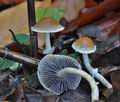 Stropharia_squamosa_cz9628