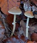 Stropharia_squamosa_cz9643s