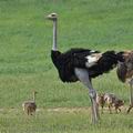 Struthio_camelus_bb2510