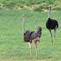 Struthio_camelus_bb2535