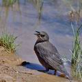 Sturnus_unicolor_bg9690