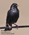 Sturnus_unicolor_pj2459