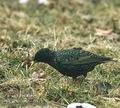 Sturnus_vulgaris_aa3194