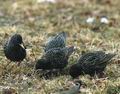 Sturnus_vulgaris_aa3196