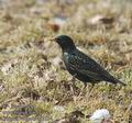 Sturnus_vulgaris_aa3354