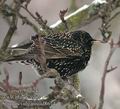 Sturnus_vulgaris_ad8674