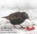 Sturnus_vulgaris_ad8787