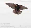 Sturnus_vulgaris_ad8819