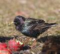 Sturnus_vulgaris_ad9992