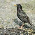 Sturnus_vulgaris_ae7904