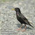 Sturnus_vulgaris_ae7908