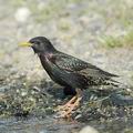 Sturnus_vulgaris_ae7909