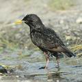 Sturnus_vulgaris_ae7921