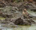 Sturnus_vulgaris_bo8391