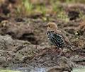 Sturnus_vulgaris_bo8402