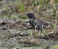 Sturnus_vulgaris_bo8409