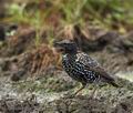 Sturnus_vulgaris_bo8411