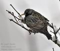 Sturnus_vulgaris_br1611