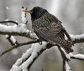 Sturnus_vulgaris_br1643