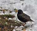 Sturnus_vulgaris_br1687