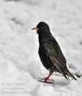 Sturnus_vulgaris_br1691