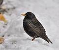 Sturnus_vulgaris_br1700