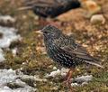 Sturnus_vulgaris_br1719