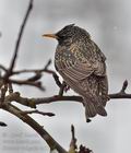 Sturnus_vulgaris_br1782