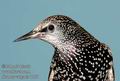 Sturnus_vulgaris_d378