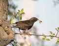 Sturnus_vulgaris_d59